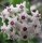 Hoya kanyakumariana