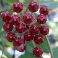 Hoya chloranthae