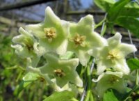 Hoya chloranthae