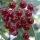 Hoya chloranthae