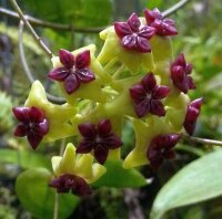 Hoya cinnamomifolia v. cinnamomifolia