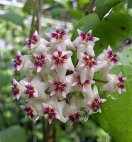 Hoya erythrostemma Had Som Paan
