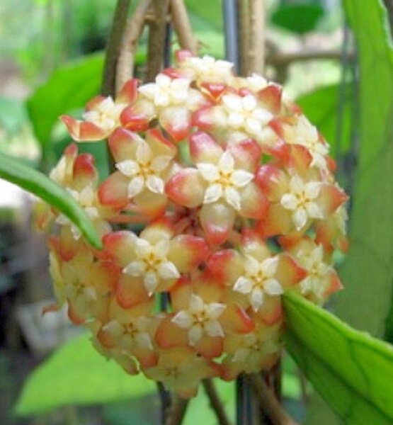 Hoya finlaysonii