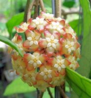 Hoya finlaysonii