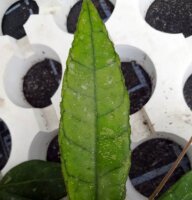 Hoya finlaysonii