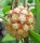 Hoya finlaysonii