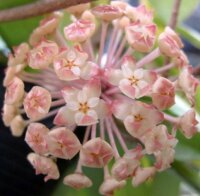 Hoya finlaysonii cv. Lalia
