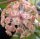 Hoya finlaysonii cv. Lalia