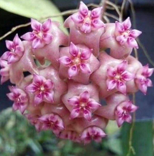 Hoya sp. UT 039 Flores Island