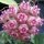 Hoya sp. UT 039 Flores Island