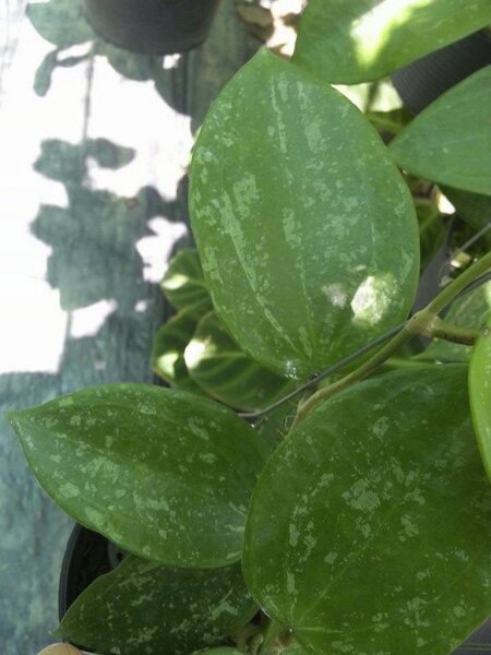 Hoya latifolia cv. Spotted leaf
