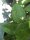 Hoya latifolia cv. Spotted leaf