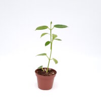 Hoya optimistic