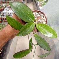 Hoya fischeriana