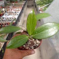 Hoya fischeriana