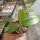 Hoya fischeriana