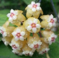 Hoya sp. perak cv. Teddy Bear