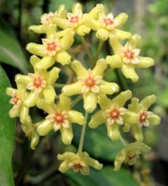 Hoya quinquenervia