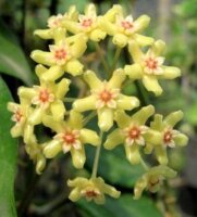 Hoya quinquenervia