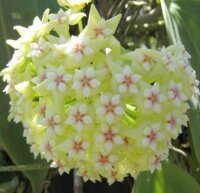 Hoya rigida