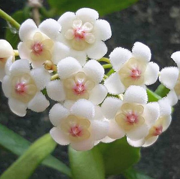 Hoya rotundiflora