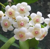 Hoya rotundiflora