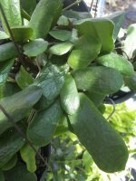 Hoya rotundiflora
