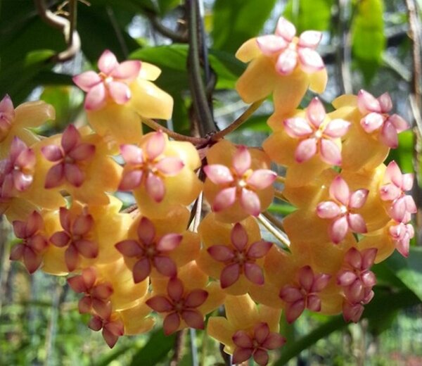 Hoya soligamiana