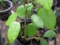 Hoya sussuela