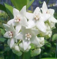 Hoya magnifica AH 0240