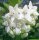Hoya magnifica AH 0240