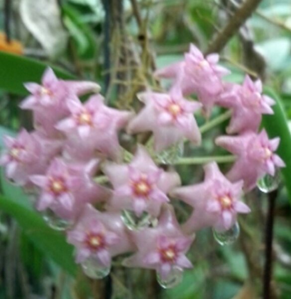 Hoya sp. Miari Jaya 58