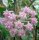 Hoya sp. Miari Jaya 58