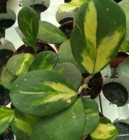 Hoya obovata cv. Variegata