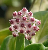 Hoya obovata cv. Variegata