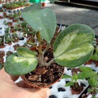 Hoya obovata cv. Variegata