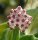Hoya obovata cv. Variegata