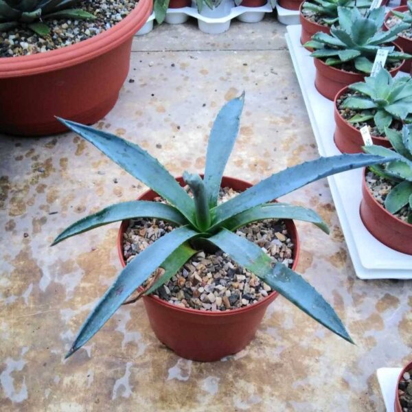Agave americana cv. Striata Mallorca
