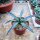 Agave americana cv. Striata Mallorca