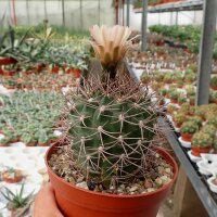 Gymnocalycium mazanense XL