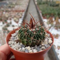 Stenocactus obvallatus f. caespitosus