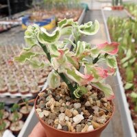 Pedilanthus tithymaloides cv. variegata