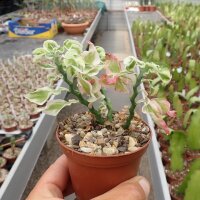 Pedilanthus tithymaloides cv. variegata