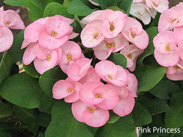 Euphorbia milii Grandiflora-Thai-Hybr. Pink Princess