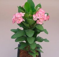 Euphorbia milii Grandiflora-Thai-Hybr. Pink Princess