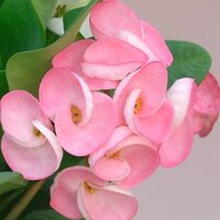 Euphorbia milii Grandiflora-Thai-Hybr. Pink Princess