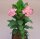 Euphorbia milii Grandiflora-Thai-Hybr. Pink Princess