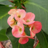 Euphorbia milii Grandiflora-Thai-Hybr. Pink Panther