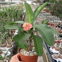 Euphorbia milii Grandiflora-Thai-Hybr. Pink Panther