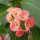 Euphorbia milii Grandiflora-Thai-Hybr. Pink Panther